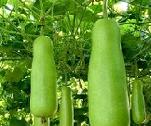 লাউ