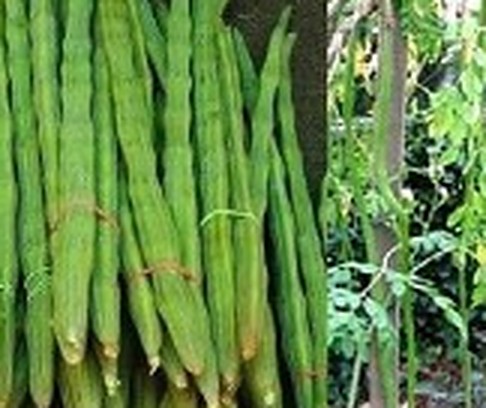সজনা