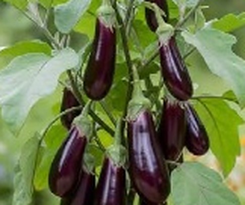 বেগুন