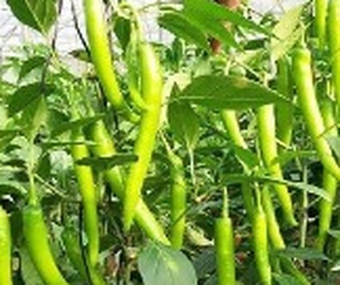 মরিচ