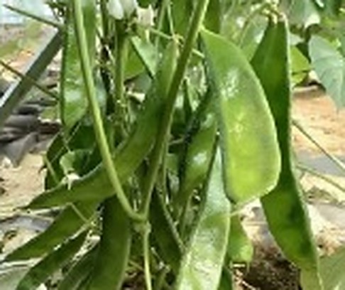 সিম