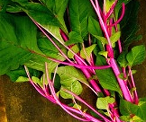 ডাটা শাক