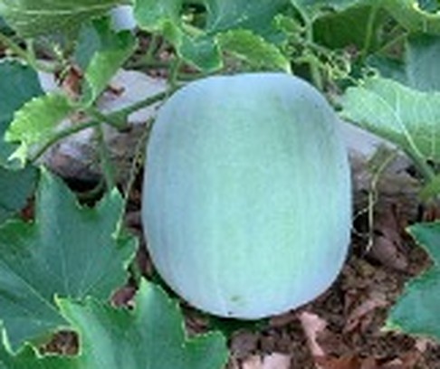 চাল কুমড়া
