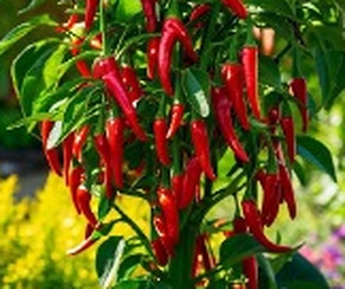 হাইব্রিড মরিচ